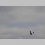 Flugtag _Lehrte_2010_204.jpg